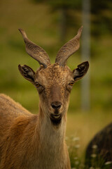 Turkmenian Markhor unique species. Sunset golden hour