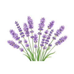 Naklejka premium Bunch of lavender isolated transparent background