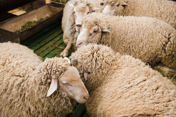 Naklejka premium Sheep in the sheep pen on the farm