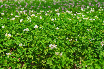 Potato plants field