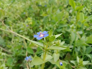  lysimachia foemina plant with flowers or pimpernel plant with flowers or poor man's weatherglass 
