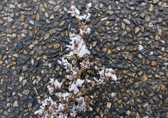 small snow-covered branch on the ground on the pavement