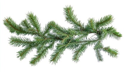 Christmas background with pine branches