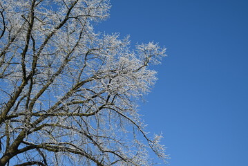 tree branches against blue sky