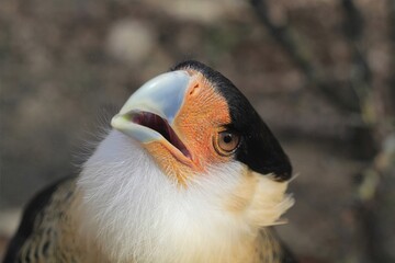Caracara Bird Yawning: Intimate moment of a Caracara bird yawning, detailed view of its open beak and vibrant facial colors, excellent for engaging wildlife and avian studies.
