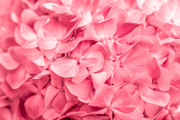 Pink flowers close up. Bouquet of red flowers. City flower beds, a beautiful and well-groomed garden with flowering bushes.