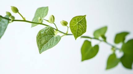 Fototapeta premium Green Plant Branch With Buds And Leaves