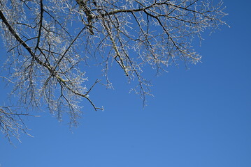 tree branches against blue sky