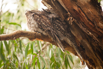 Ein Eulenschwalm Paar - Tawny frogmouth, Podargus strigoides, auf einem Myrtenheide Melaleuca Baum an der Ostküste Australiens - Byron Bay.
