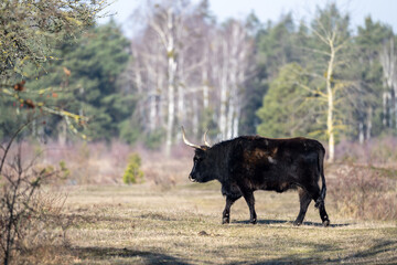 Heckrind im natürlichem Lebensraum, weite Wiesen mit Bäumen und Sträuchern