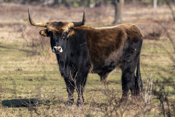 Heckrind im natürlichem Lebensraum, weite Wiesen mit Bäumen und Sträuchern