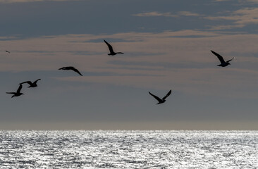 Fototapeta premium seagulls flying over the beach