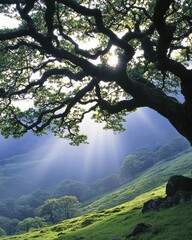 Obraz premium Sunlight filtering through ancient oak tree lush green valley nature scene serene environment low angle view tranquility and beauty