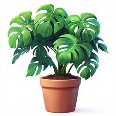 Lush monstera plant with vibrant green, fenestrated leaves, potted in a simple terracotta pot against a white background.