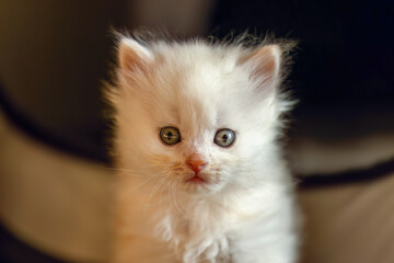 A cute ragdoll mix crossbreed kitten playing indoors. Four weeks old kitten portrait