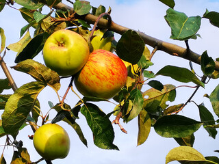 A bright red apple hangs next to many unripe fruits on the old apple tree
