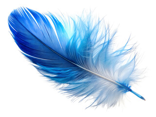 blue and white feathers