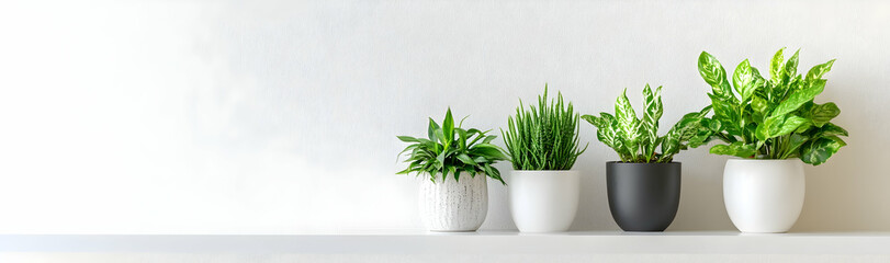 Houseplant collection in ceramic pots on a minimalist white shelf, home decor banner AI Generated