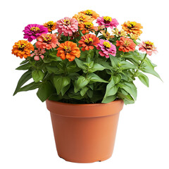 Decorative Potted Zinnia Plant Isolated on Transparent Background