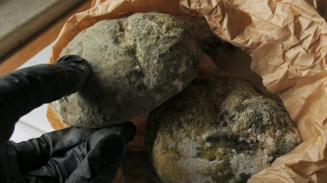 Holding Moldy Bread with Gloves Food Safety Concept