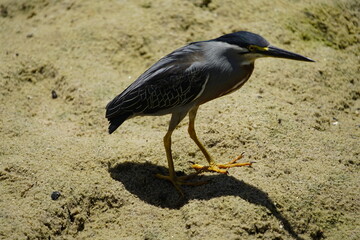 The green-backed bittern or little bittern (Butorides striata) is a species of bittern widely...
