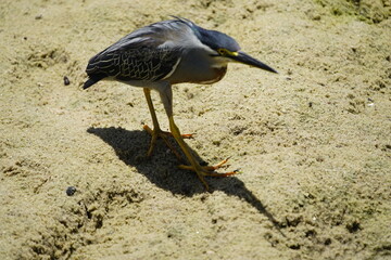 The green-backed bittern or little bittern (Butorides striata) is a species of bittern widely distributed in the flooded areas of the Americas and in much of the world. Fortaleza, Brazil.