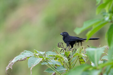 The Groove-billed ani, Crotophaga sulcirostris is a bird in the cuckoo family