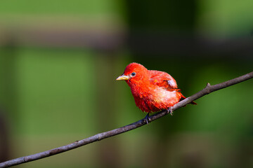 Piranga rubra, Summer Tanager, winters in Central and North South America