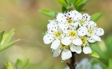 wild fruit trees and wild pear tree flowers
