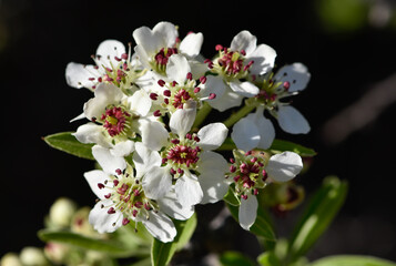 wild fruit trees and wild pear tree flowers
