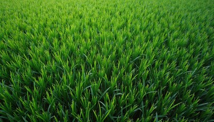 Obraz premium Top view of green grass texture, seamless pattern. Artificial turf background perfect for sports field, lawn, eco-friendly ground cover. Fresh meadow plot with smooth surface. Sustainable eco