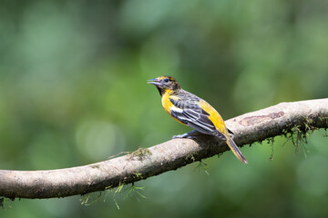 The Baltimore oriole, Icterus galbula, is a small icterid blackbird