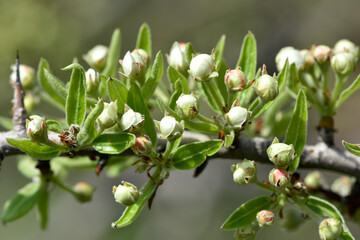 wild fruit trees and wild pear tree flowers
