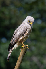 The roadside hawk, Rupornis magnirostris, is a relatively small bird of prey