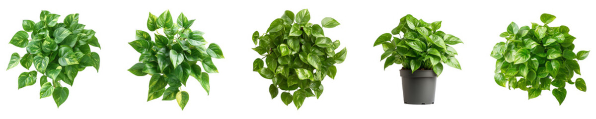 Set, Group of Pothos plant Isolated on Transparent Background&nbsp;PNG&nbsp;Image.