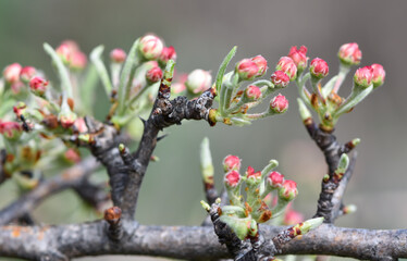 wild fruit trees and wild pear tree flowers

