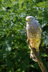 The roadside hawk, Rupornis magnirostris, is a relatively small bird of prey