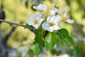 wild fruit trees and wild pear tree flowers
