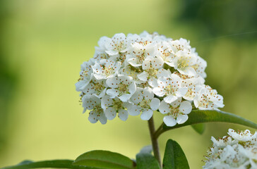wild fruit trees and wild pear tree flowers
