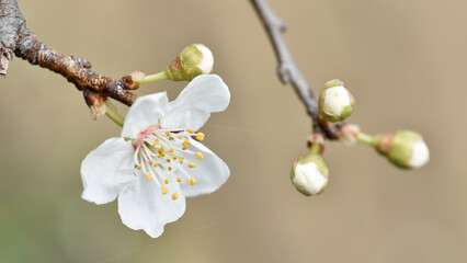 wild fruit trees and wild pear tree flowers
