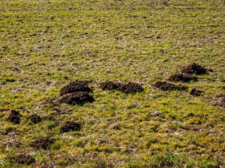 Viele W&uuml;hlmaus Haufen im Winter
