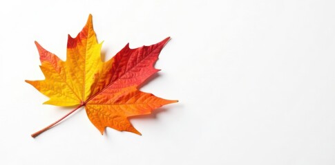 Fototapeta premium Multicolored maple leaf isolated on a plain white background, pure, photography, color
