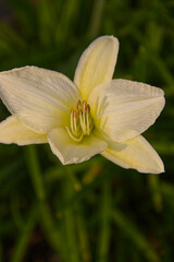 Pale yellow lily in Bloom