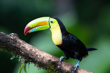 Ramphastos sulfuratus, The keel-billed toucan, known as sulfur-breasted toucan