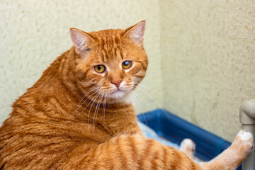 An adorable orange cat is comfortably sitting in its blue litter box