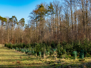 Aufforstung am Waldrand