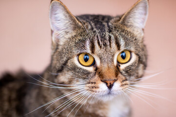 A closeup photo of a cats face with vibrant yellow eyes