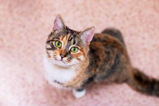 A beautiful calico cat with striking green eyes is gazing up at the camera