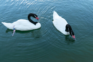 Pareja de cisnes de cuello negro nadan juntos y en sintonía sobre un lago de agua cristalina. 