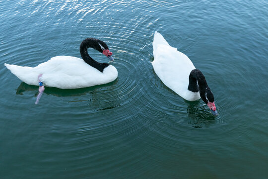 Pareja de cisnes de cuello negro nadan juntos y en sinton&iacute;a sobre un lago de agua cristalina. 